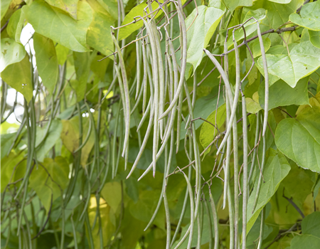 Catalpa bignonioides