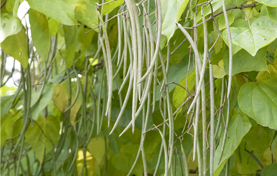 Catalpa bignonioides