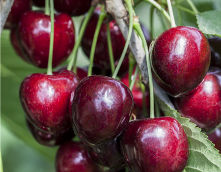 Prunus avium 'Kordia'