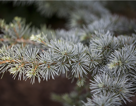 Cedrus atlantica 'Silberspitz'