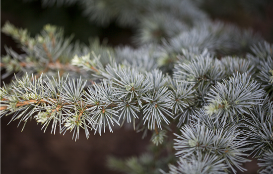 Cedrus atlantica 'Silberspitz'