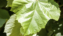 Kaiser-Linde 'Pallida'