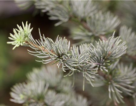 Cedrus atlantica 'Glauca'