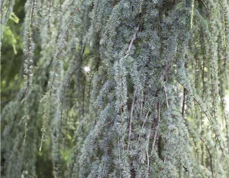 Cedrus atlantica 'Glauca Pendula'