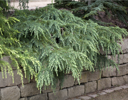 Cedrus deodara 'Feeling Blue'