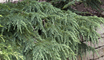 Himalaya-Zeder 'Feelin´ Blue'