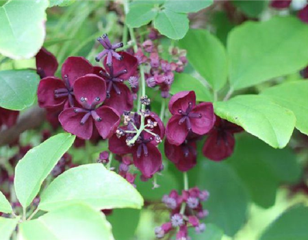 Akebia quinata Akebia quinata