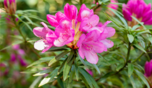 Pontischer Rhododendron 'Graziella'