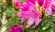 Pontischer Rhododendron 'Graziella'