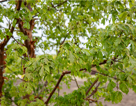 Acer griseum Acer griseum