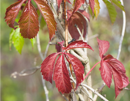 Parthenocissus quin. 'Engelmannii' Parthenocissus quin. 'Engelmannii'