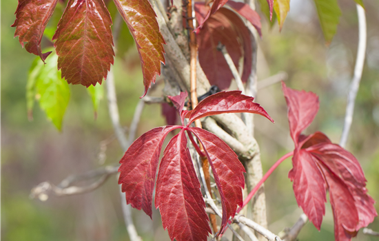 Parthenocissus quin. 'Engelmannii' Parthenocissus quin. 'Engelmannii'