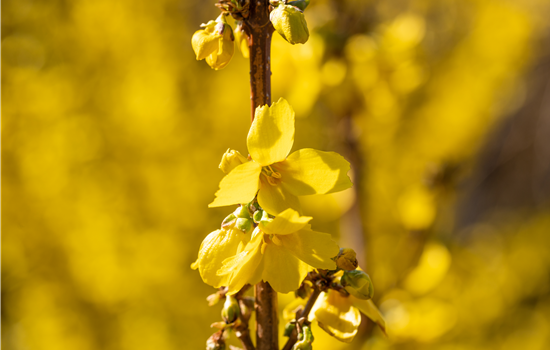 Forsythia int. 'Goldrausch'