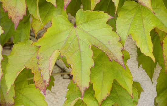 Parthenocissus tricusp. 'Veitchii' Parthenocissus tricusp. 'Veitchii'