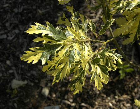Quercus cerris 'Argenteovariegata'
