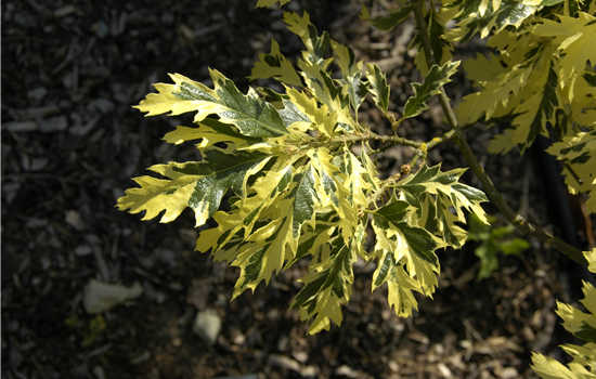 Quercus cerris 'Argenteovariegata'