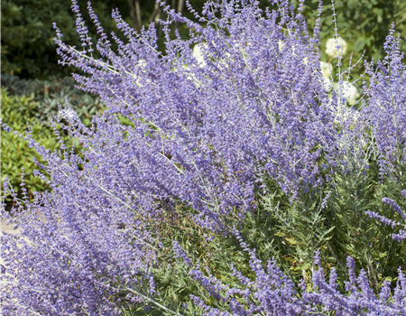 Perovskia atriplic. 'Little Spire'