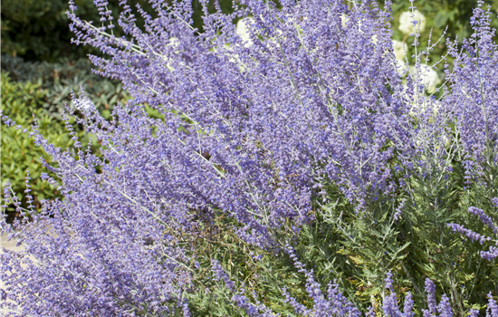 Perovskia atriplic. 'Little Spire'