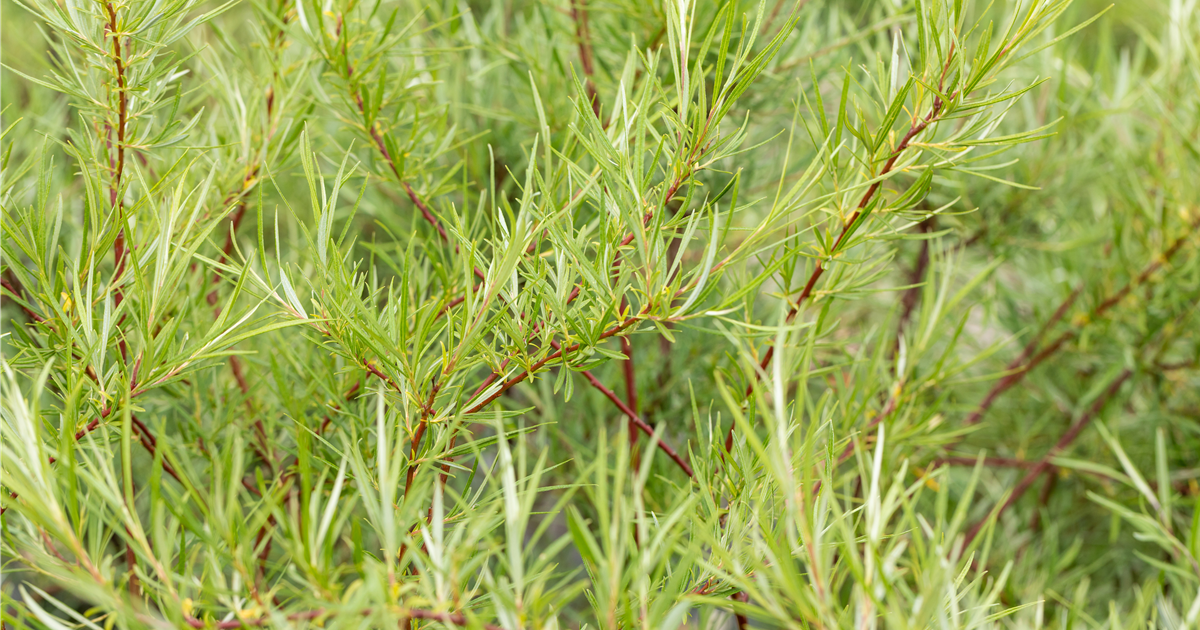 Salix rosmarinifolia