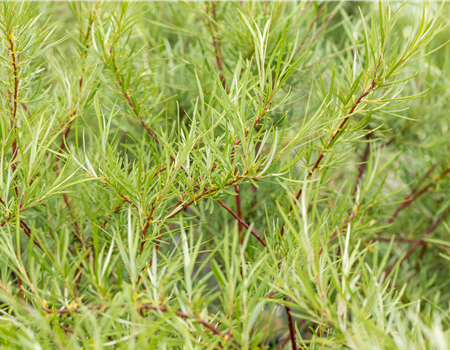 Salix rosmarinifolia