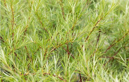 Salix rosmarinifolia