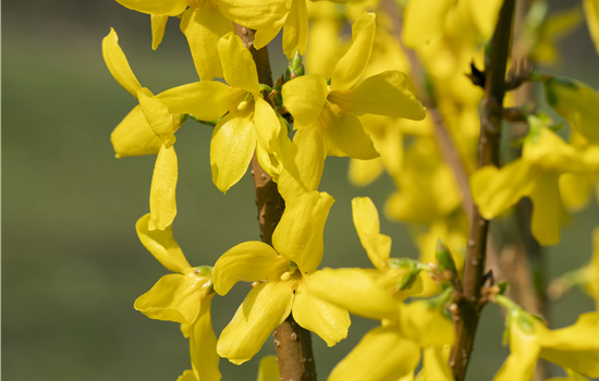 Forsythia intermedia 'Lynwood'