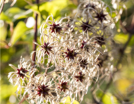 Clematis tibetana tangutica Clematis tibetana tangutica