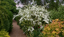 Gefüllter Gartenjasmin 'Virginal'