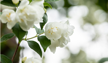 Gefüllter Gartenjasmin 'Virginal'