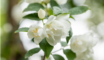Gefüllter Gartenjasmin 'Virginal'