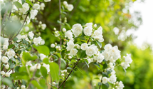 Gefüllter Gartenjasmin 'Virginal'