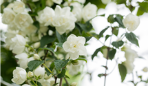 Gefüllter Gartenjasmin 'Virginal'