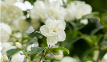 Gefüllter Gartenjasmin 'Virginal'