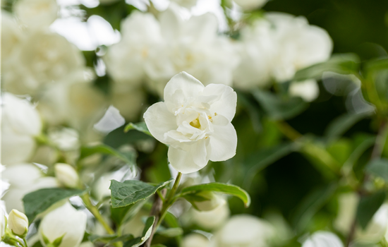 Philadelphus 'Virginal'