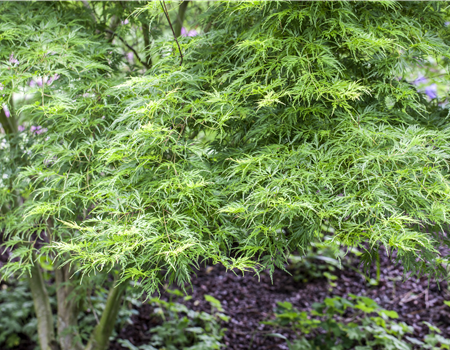 Acer palm. 'Seiryu'