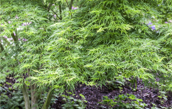 Acer palm. 'Seiryu' Acer palm. 'Seiryu'