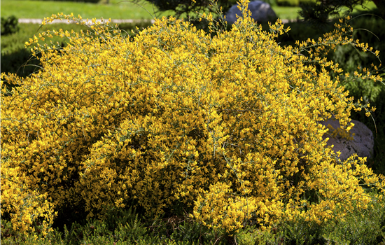 Genista lydia