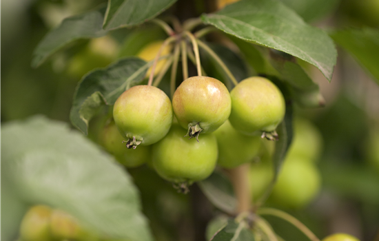 Malus 'Golden Hornet'