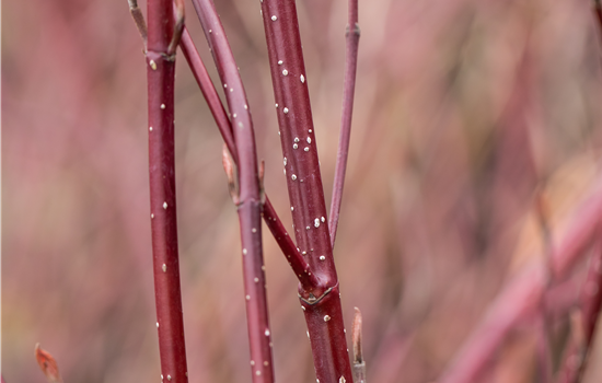 Cornus alba 'Miracle'