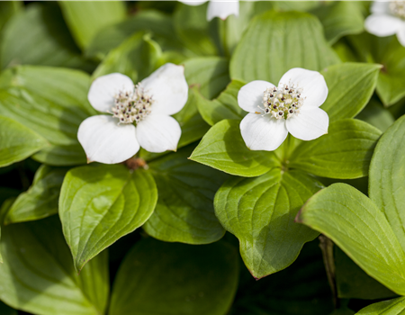 Cornus canadensis