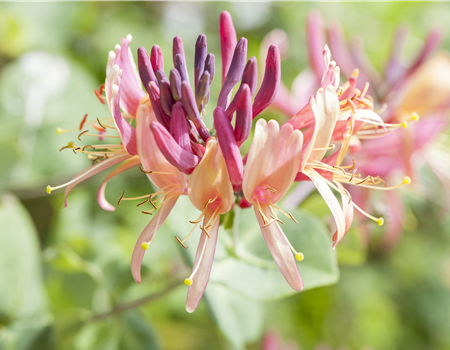 Lonicera japonica chinensis
