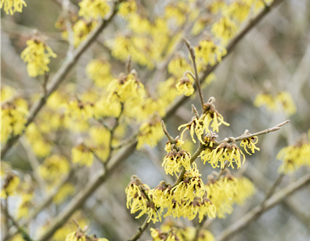 Hamamelis interm. 'Arnold Promise'