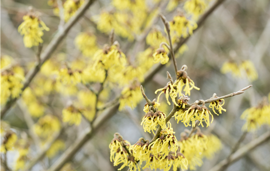 Hamamelis interm. 'Arnold Promise' Hamamelis interm. 'Arnold Promise'