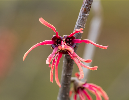 Hamamelis intermedia 'Ruby Glow' Hamamelis intermedia 'Ruby Glow'