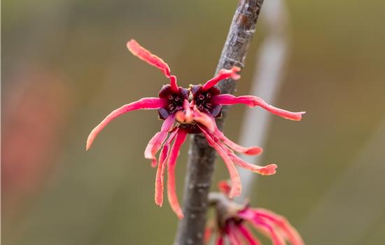 Hamamelis intermedia 'Ruby Glow' Hamamelis intermedia 'Ruby Glow'