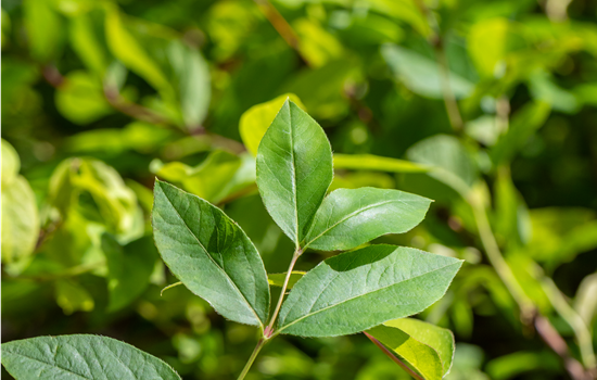 Lonicera purpusii