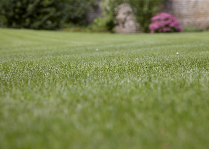 Die Wahl des Rasens