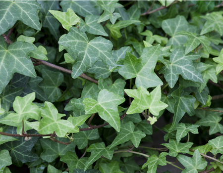 Hedera helix 'Woerner' Hedera helix 'Woerner'