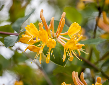 Lonicera tellmanniana Lonicera tellmanniana