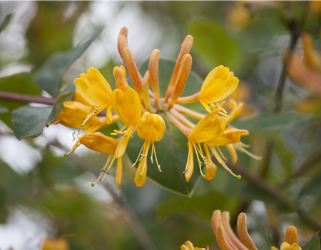Lonicera henryi 'Copper Beauty'